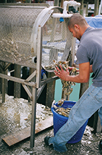 washing_oysters_at_crab_catchers_little_river_restaurant